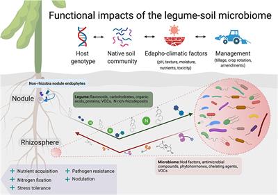 From Microns to Meters: Exploring Advances in Legume Microbiome Diversity for Agroecosystem Benefits